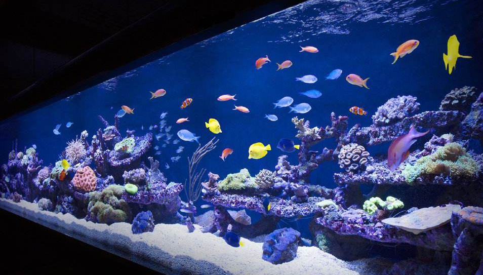 魚缸過濾器